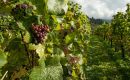 Quelles sont les bonnes raisons d’investir dans un domaine viticole ?